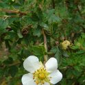 Potentilla fruticosa 'Veitchii' P11